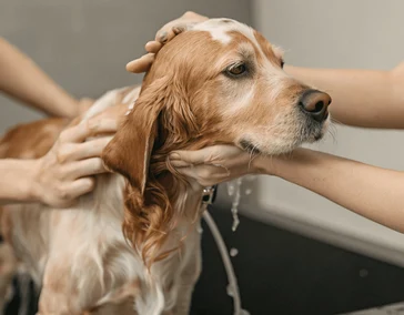 Название оказываемой услуги или специального предложения